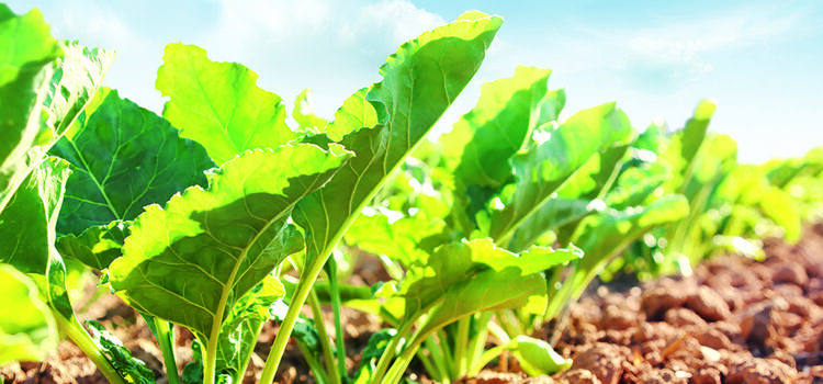 Stacked-trait varieties shape beet future