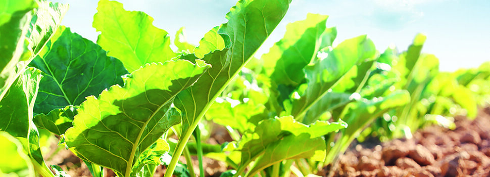 Stacked-trait varieties shape beet future