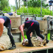 Clean cut key to maximising wool value