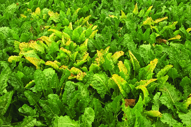 Growers warned over rising virus yellows risk