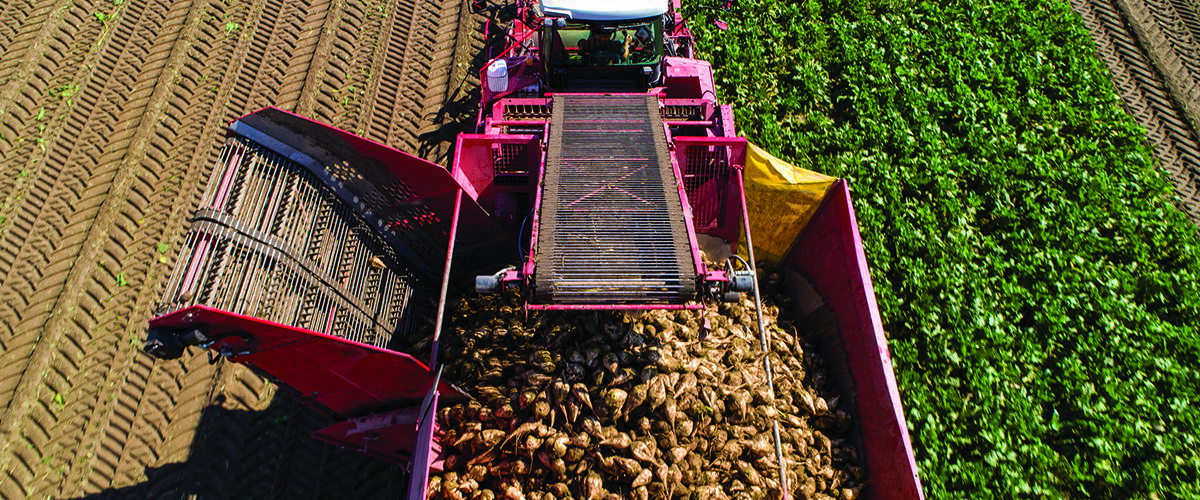 Trial tests low-input sugar beet at Elveden