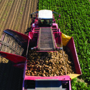 Trial tests low-input sugar beet at Elveden