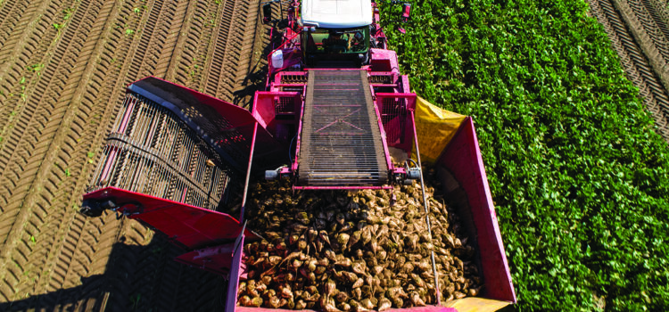 Trial tests low-input sugar beet at Elveden