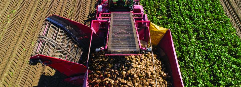 Trial tests low-input sugar beet at Elveden