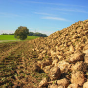 Weaker market poses challenge for growers