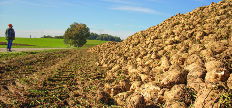 Weaker market poses challenge for growers