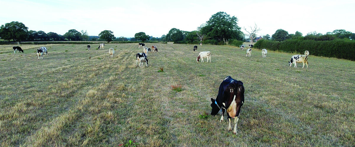 Delay grazing to help protect drought-hit swards