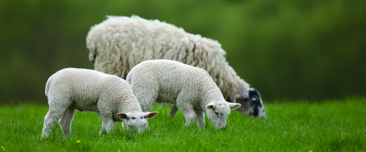 Hidden cobalt shortfall ‘puts lambs at risk’