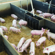 Pig producers tighten swine fever defences