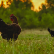 Poultry company seeks free-range growers