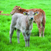 Maximise rumen development early for lifelong gains
