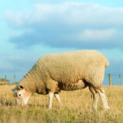 Why condition scoring and grazing decisions matter