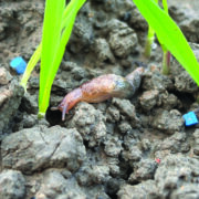 Rain revives slug threat to crops this autumn