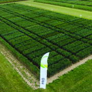 BYDV-resistant wheats beat conventional varieties