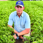 Late blight risk threatens potato crops as rain returns