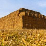 How straw values are reshaping barley returns
