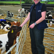 Hidden respiratory disease threatens calf growth