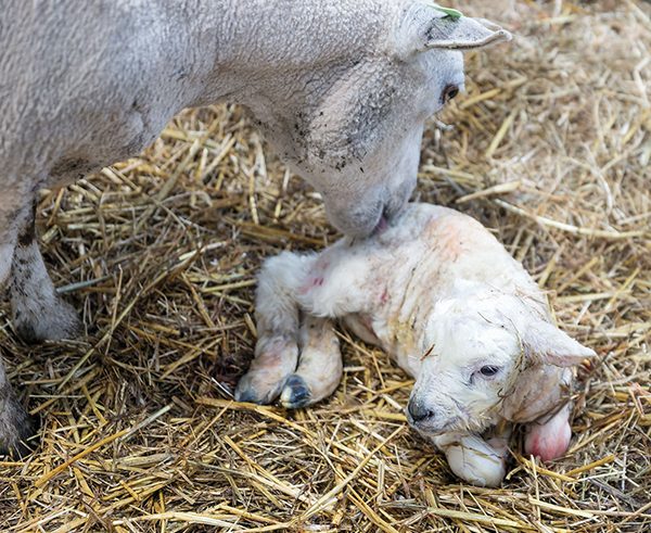 Focus on immunity to protect young lambs this spring
