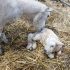 Focus on immunity to protect young lambs this spring