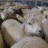 Farm leaders join forces to oppose live export ban