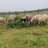Willow leaves ‘reduce emissions from sheep’