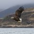 Opinion divided over plan to introduce sea eagles