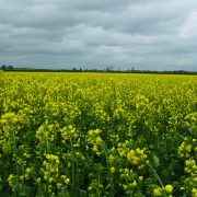 High prices fuel renewed interest in oilseed rape