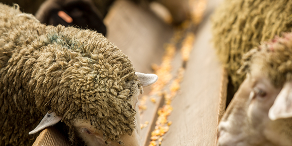 How supplements can get more from your forage