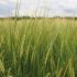 Two more barley varieties ‘tick boxes for growers’