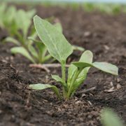 Latest recommended list for sugar beet boasts nine new varieties