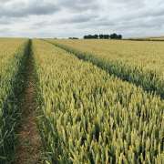 Yield Enhancement Network celebrates 10th anniversary