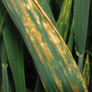 Tackling rust risk is best managed early says expert