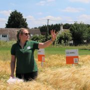 Crop trials focus on sustainable cereals