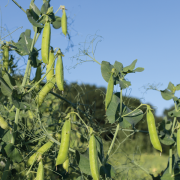 Big interest in high protein combinable green pea variety