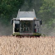 Hybrid rye ‘delivers outstanding efficiency’