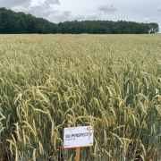 ‘More to hybrid rye than meets the eye’