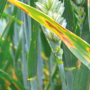 Robust T2 can ease pressure on T3 top-up in Septoria season