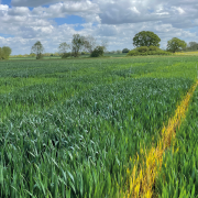 Biologicals help farmers cut back on nitrogen