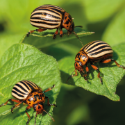 Warning after Colorado potato larvae found