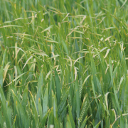 Battle against brome requires multi-pronged approach