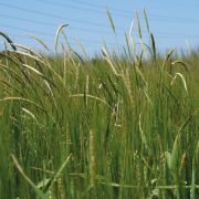 Growers choose plough to ‘reset’ grassweeds