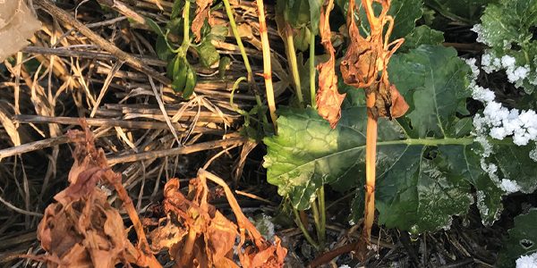Companion cropping to protect oilseed rape