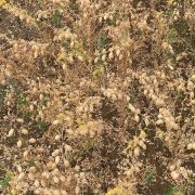 How scientists aim to ramp up domestic chickpea production