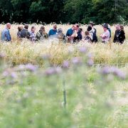 How genetic diversity can add value to cereal crops