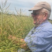 Peak performance from rape variety Pinnacle