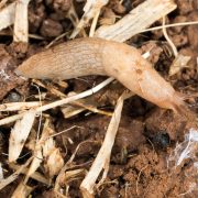 Early oilseed rape drillers braced for slug pressure