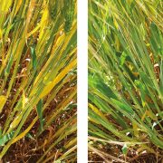 Opportunity to fix nitrogen at autumn drilling