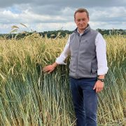 Positive outlook for hybrid rye grown as energy crop