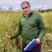 How better genetics are improving oilseed rape