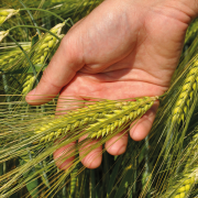 Hybrid barleys have benefits against major diseases